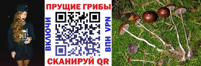 Галлюциногенные грибы GOLDEN TEACHER  Петрозаводск 